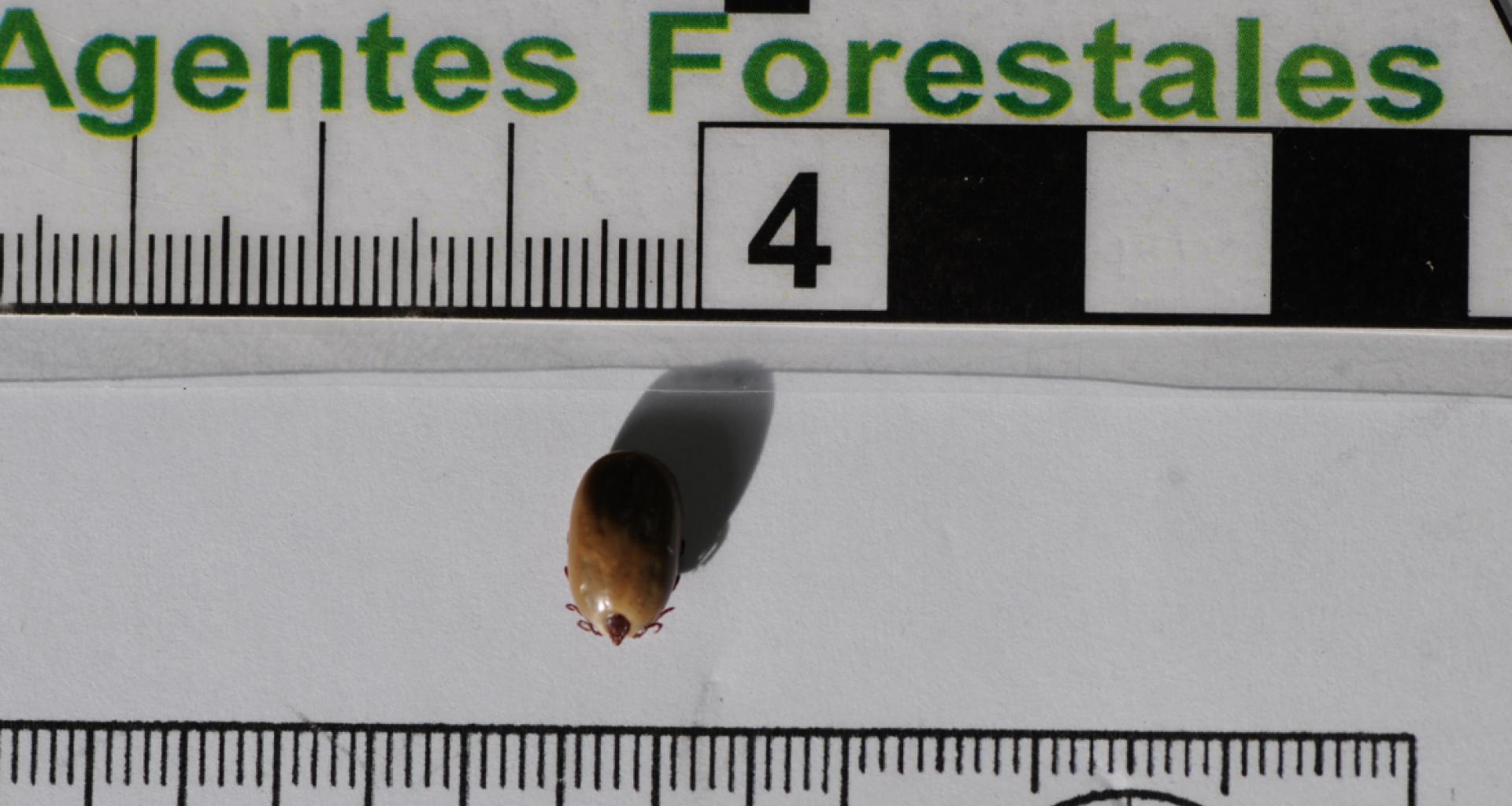 campana_garrapatas_4